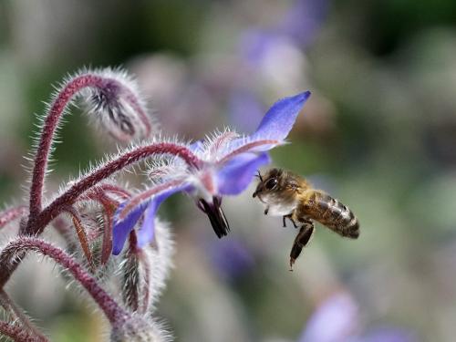 Réf. 230 979 : Apis mellifera